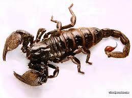معلومات في غاي الغرابة Scorpion