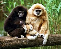 Gibbon-Familie.jpg