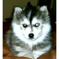 http://www.fluffydogs.com/siberian-husky-dog-breed/the-elusive-miniature-siberian-husky.html