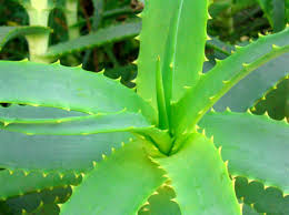 Healing Body And Soul Aloe-vera