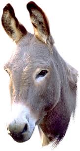 حيوانات جاء ذكرها في القرآن الكريم  Donkey