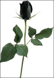 الوردة سوداء B0847155257