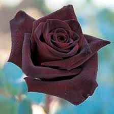 الوردة سوداء BlackRose