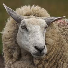 http://ocw.usu.edu/University_Extension/sheep-and-lambing-management