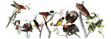 226th Birthday of John James Audubon