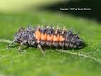What the Ladybug larvae looks like 