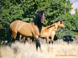 http://www.critters-2-go.com/feral-indian_horses/kiger_mustang.htm