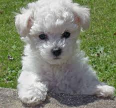 http://www.ehow.com/how_4499689_feed-bichon-frise.html