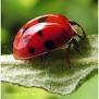 Ladybugs in the garden is a good thing 