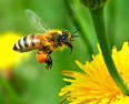 Honeybee Pollinating a flower 