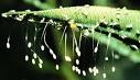 green lacewing eggs 