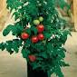 Healthy tomato plant 