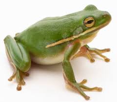 http://animals.howstuffworks.com/amphibians/frog.htm