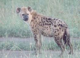 http://www.pictures-of-african-animals.info/2008/12/pictures-of-african-animals-hyena/
