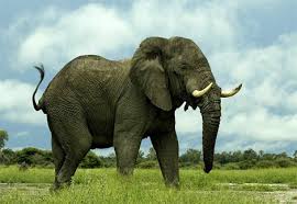 http://animals.nationalgeographic.com/animals/mammals/african-elephant.html
