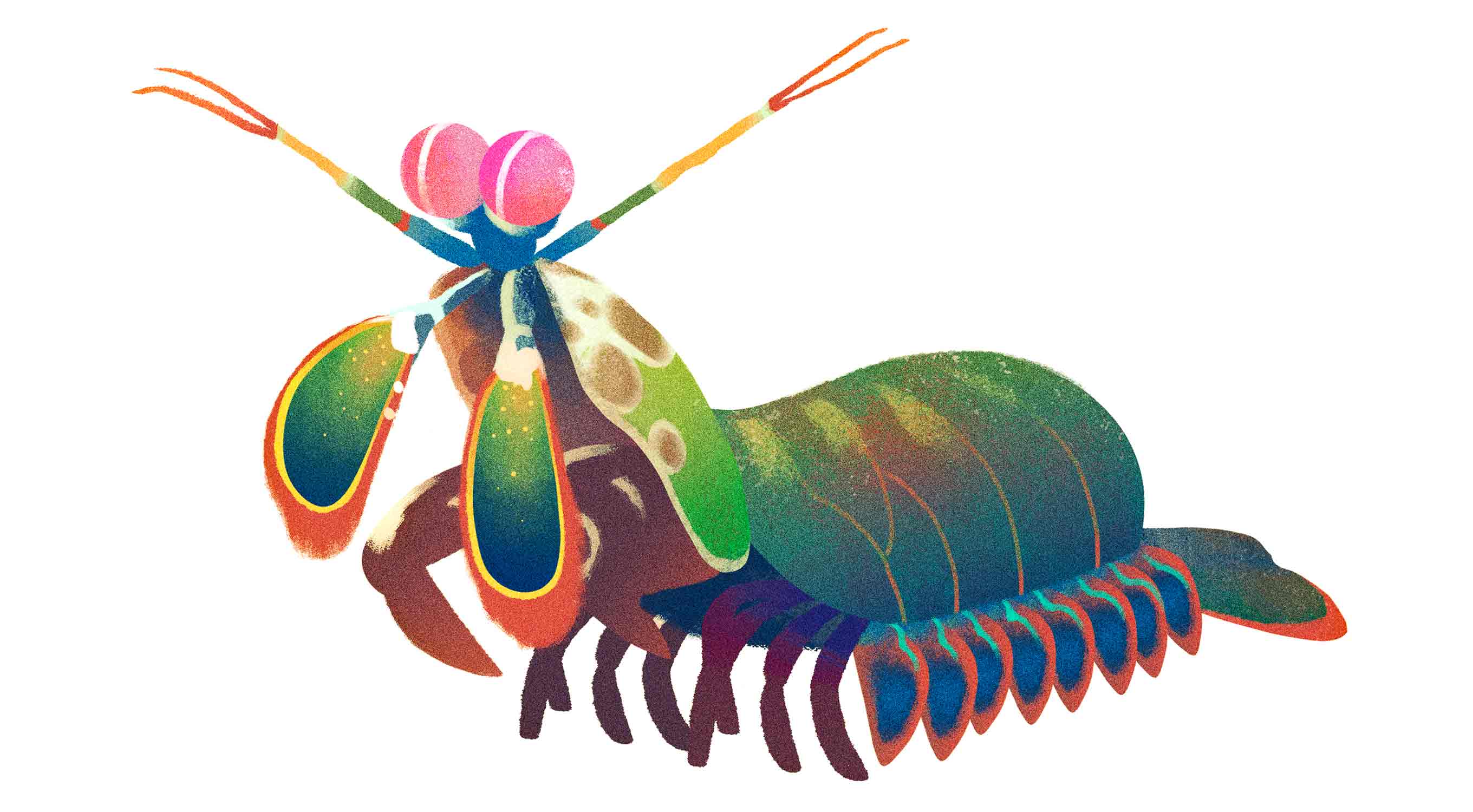 Y tú...¿qué animal eres? Mantis-shrimp