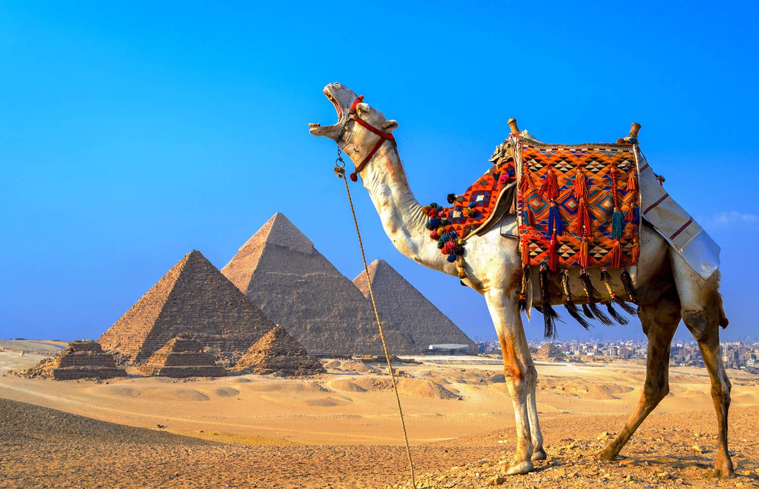 Monsterdildo in El Giza
