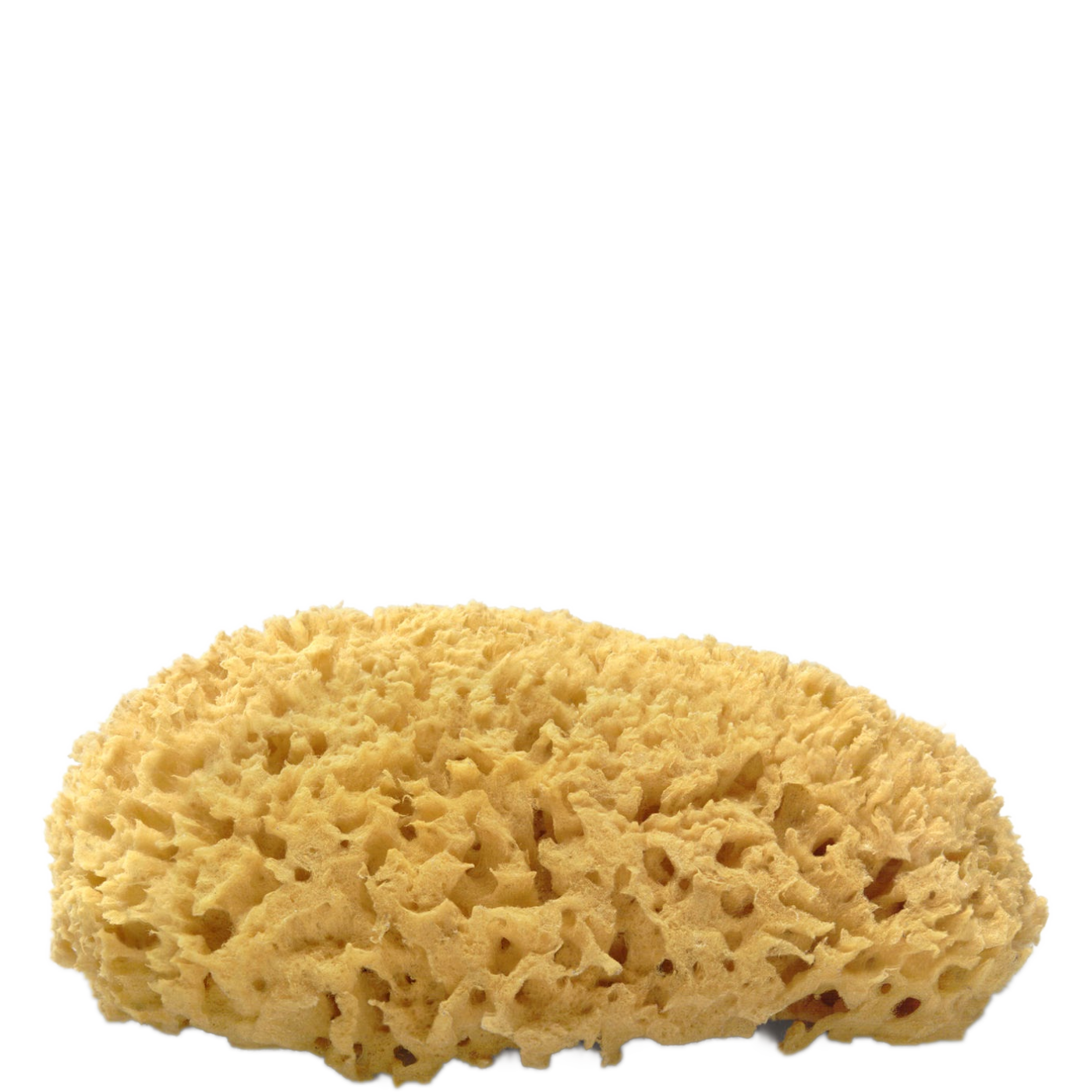 Sea Sponges Facts